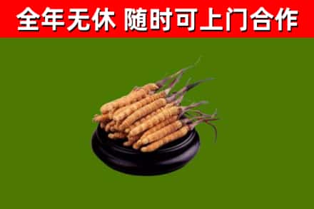 色尼区回收冬虫夏草