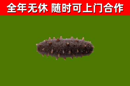 色尼区回收海参干